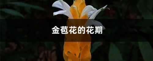 金苞花的花期