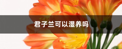 君子兰可以湿养吗