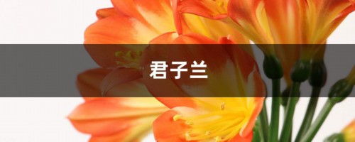 她用1斤油，把君子兰养成“大白菜”，叶子长疯了！