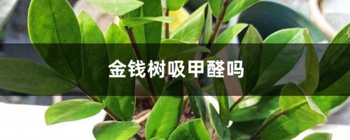 金钱树吸甲醛吗