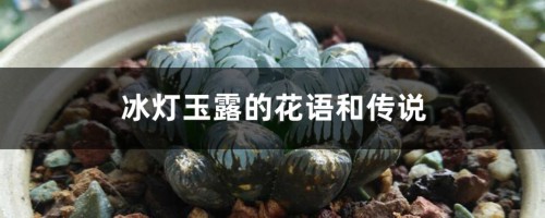 冰灯玉露的花语和传说