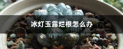 冰灯玉露烂根怎么办