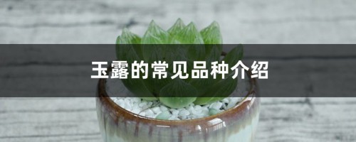 玉露的常见品种介绍