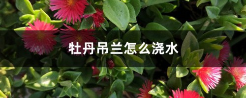 牡丹吊兰怎么浇水