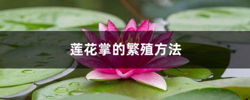 莲花掌的繁殖方法