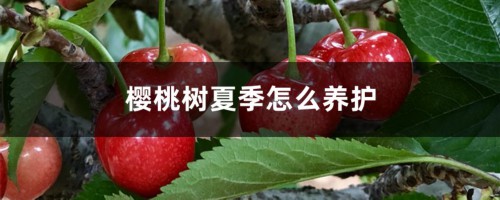 樱桃树夏季怎么养护