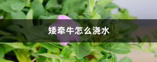 矮牵牛怎么浇水