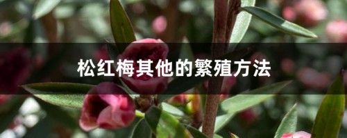 松红梅其他的繁殖方法